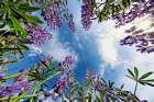 Lupine flowers-Bald Hills Road-California Art Print
